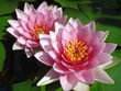 Pink Lotus Flower