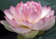 Lotus Flower